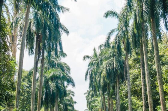 Royal Botanic Gardens, Peradeniya