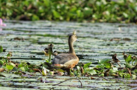 Muthurajawela Wetlands