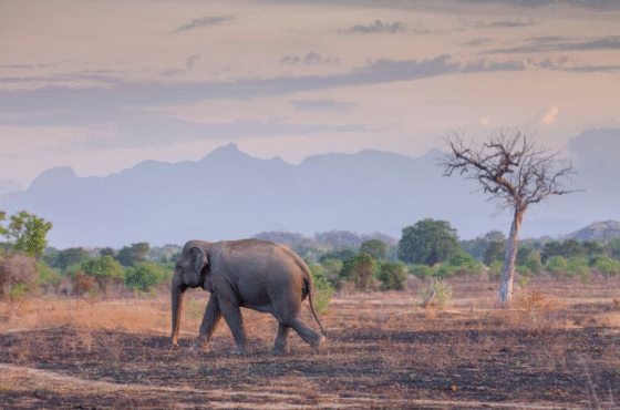 Wasgamuwa National Park