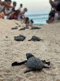 Turtle Point Batigama