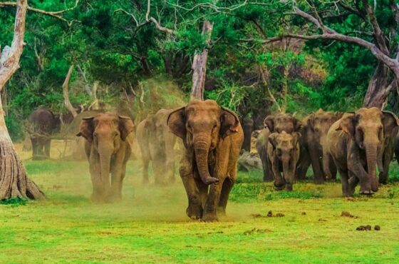 Wilpattu National Park