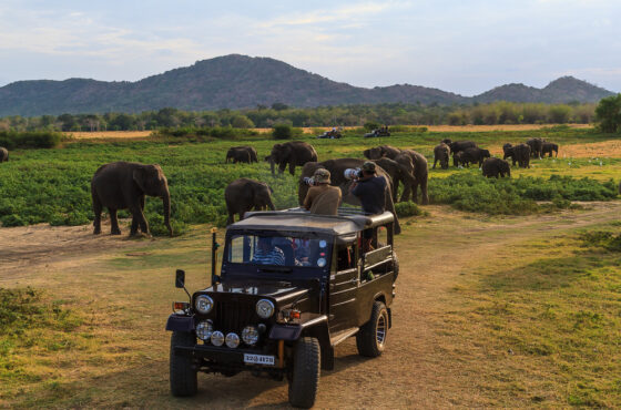 Kalpa Jeep Safari & Village Safari